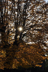 Low angle view of trees against sky