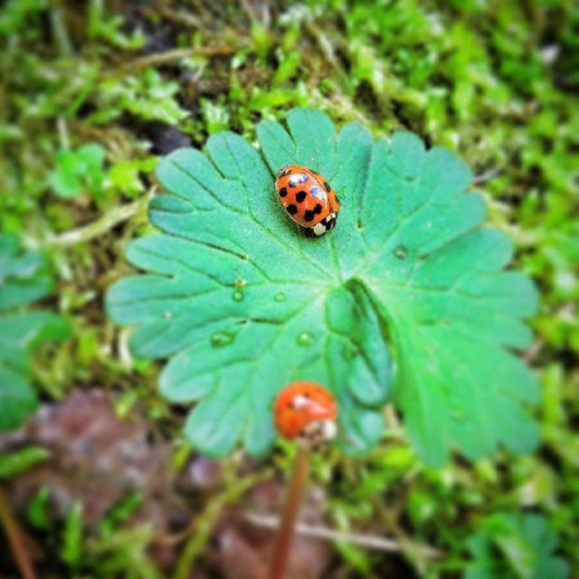 insect, one animal, animal themes, animals in the wild, wildlife, leaf, green color, close-up, plant, ladybug, nature, fragility, selective focus, growth, beauty in nature, high angle view, focus on foreground, day, butterfly, outdoors