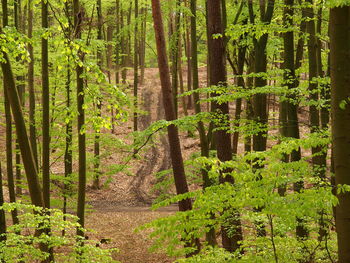 View of trees in forest