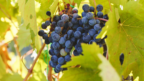 Bunches of red grapes on the vine