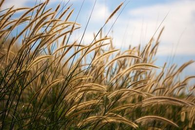 Close-up of wheat plants on field against sky