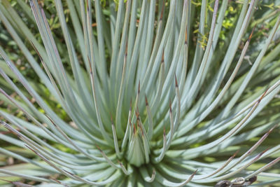 Full frame shot of pine tree