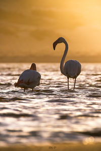 Birds on beach