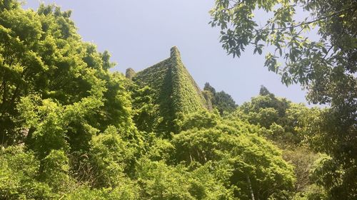 Low angle view of trees against sky