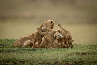 Lioness lies on back covered by cubs