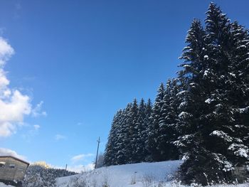 Low angle view of snow covered tree against sky