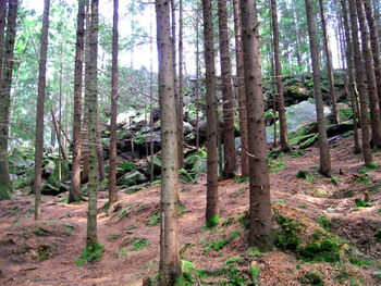 Trees in forest