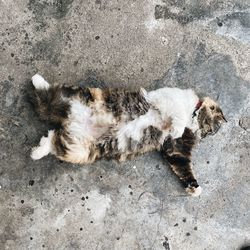 High angle view of dog lying down on street