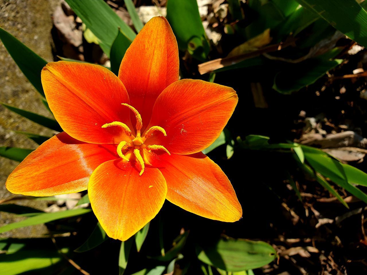 CLOSE-UP OF ORANGE ROSE FLOWER