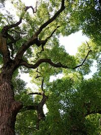 Low angle view of trees against sky