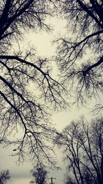 Low angle view of bare trees against sky