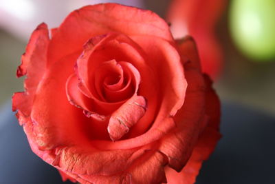 Close-up of red rose