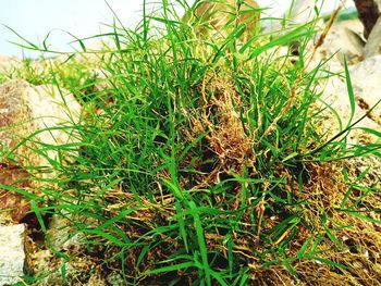 High angle view of plants growing on land