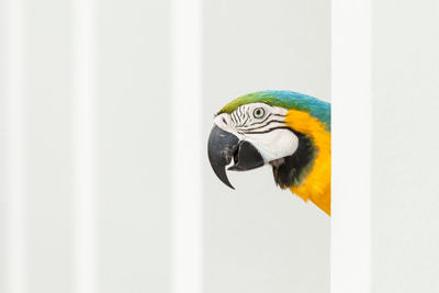 Close-up of gold and blue macaw by white wall