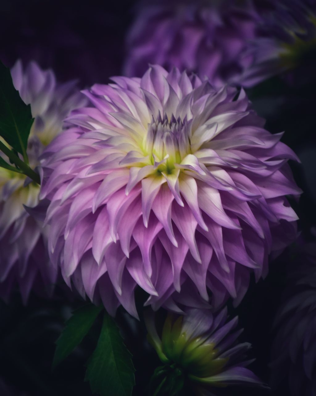 CLOSE-UP OF PINK DAHLIA FLOWER