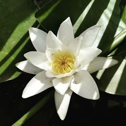 Close-up of wet flower blooming outdoors