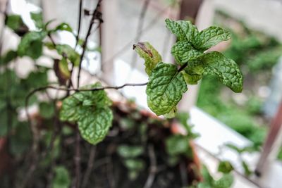 Close-up of green leaves on branch