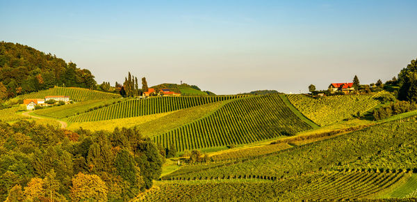 Scenic view of vineyard against sky