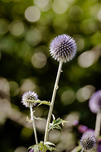 Close-up of globe thistle flower