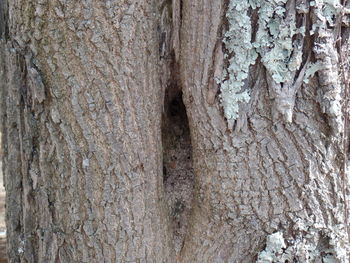 Full frame shot of tree trunk