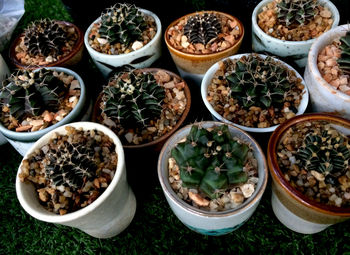 High angle view of potted plants