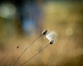 Close-up of dandelion on flower