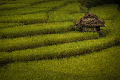 Scenic view of agricultural field