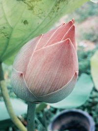 Close-up of flower against blurred background