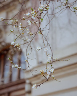 Close-up of cherry blossoms in spring