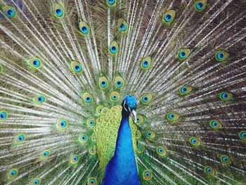 Close-up of peacock with fanned out