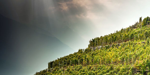 Plants growing on land against sky