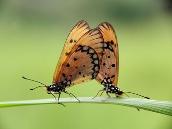 Close-up of butterfly on flower
