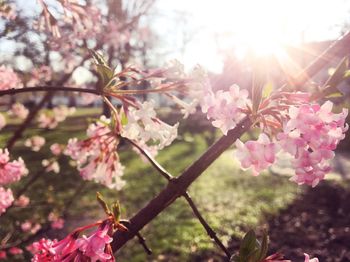 Close-up of pink flowers on branch