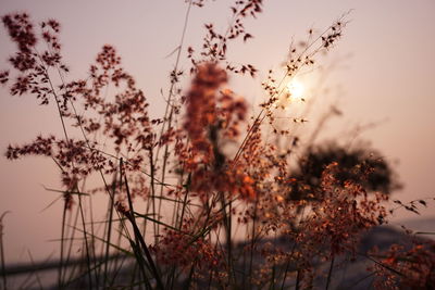 Close-up of flowering plants on field against sky during sunset