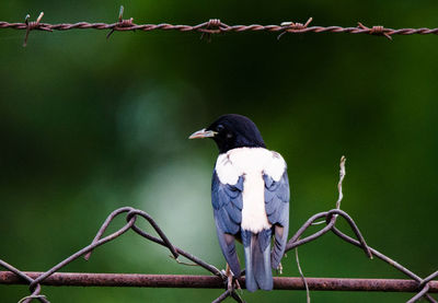 Bird perching on a fence