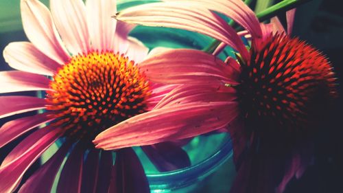 Close-up of flower blooming outdoors