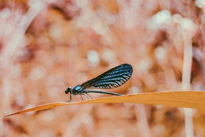 Dragonfly on leaf