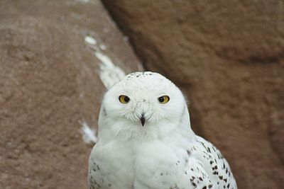 Close-up portrait of a bird