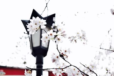 Low angle view of flowers