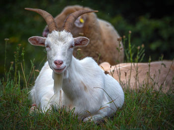 Portrait of a sheep on field