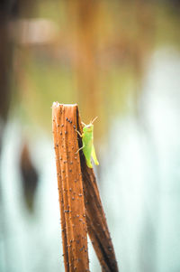 Close-up of insect on wood