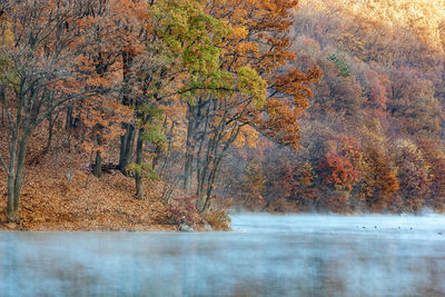 Scenic view of waterfall in forest during autumn