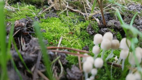 Close-up of mushrooms growing on field