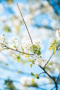 Low angle view of white flowering plant