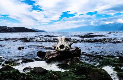 Animal skull on the shore against clouds