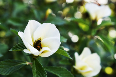 Close-up of insect on white flower