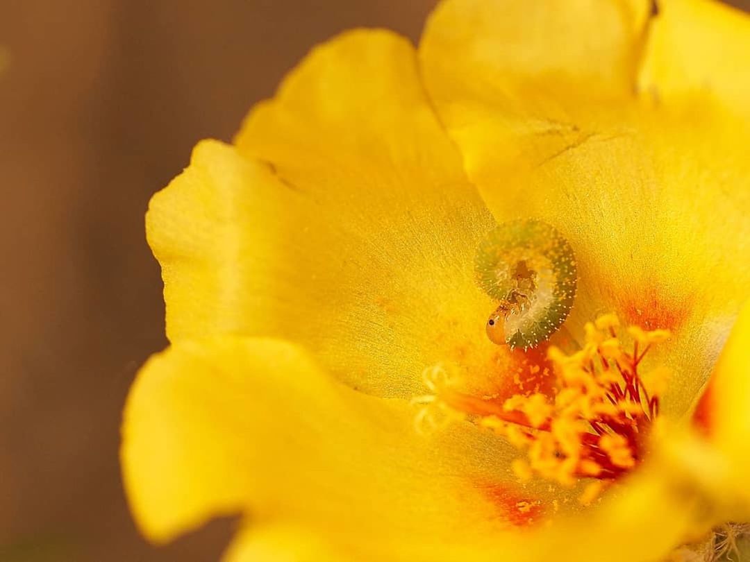 yellow, flower, flowering plant, fragility, petal, close-up, freshness, flower head, vulnerability, plant, beauty in nature, inflorescence, nature, no people, growth, selective focus, water, macro, extreme close-up, pollen, softness, flower arrangement