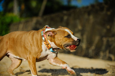 Dog with ball running on sand at beach