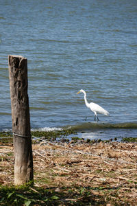 High angle view of gray heron perching on beach