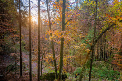 Bright colors of the forest in autumn